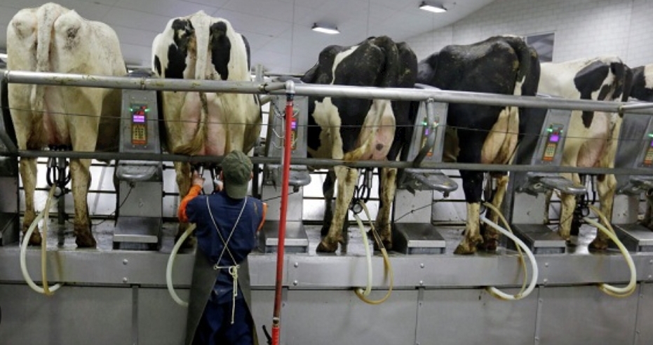 La producción láctea en Santa Fe, en su punto más bajo desde 1991